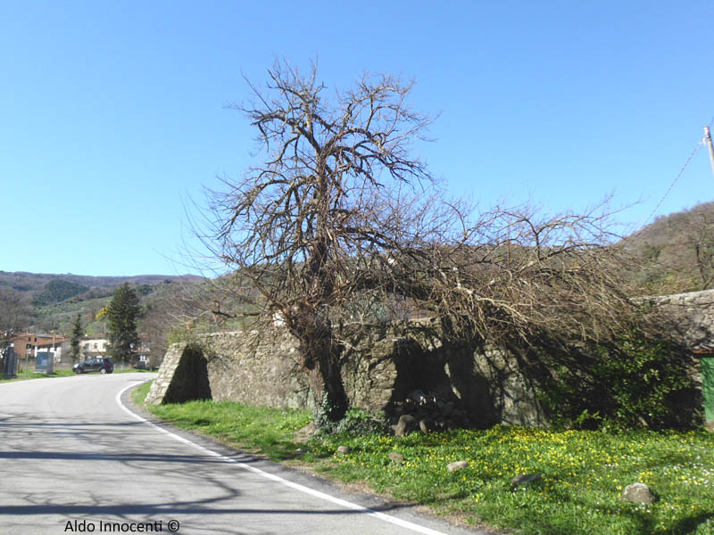 GELSO DI TORBECCHIA 4